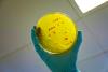 Microplastic pollution can fuel rise in antibiotic resistance, studies find