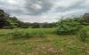 Dark earth: Ancient Amazonian soil can boost forest restoration, study finds