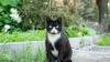 Scientists Found a Surprising Health Risk Lurking in New York City’s Street Cats