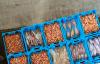 Seafood industry, IUU campaigners declare EU’s CATCH system a letdown six months in