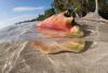 Lawsuit filed to create protected habitat for threatened queen conch off Florida coast