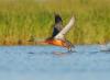 Birds aren't spreading parasites as far as scientists thought
