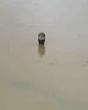 Up to 900 Snakes, Including Venomous Cobras, Escape into Village from Breeding Farm After Flooding in China