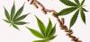 Puerto Rico Gun Rights Group Calls for Police to Comply with SCOTUS Ruling Allowing Cannabis Consumers to Possess Firearms 