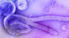 <![CDATA[Galidesivir Cleared for Compassionate Use in Uganda’s Ebola Outbreak]]>