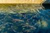 Oregon lawmakers push to restore salmon hatchery funding