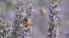 Funding cuts sting Oregon’s successful native bee project