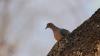 Nairobi man shares home with rescued birds