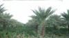Date Palm Production in Eritrea: Current Status and Way Forward