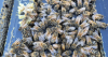 As mites threaten honeybees and our food supply, Central State researchers work to find solution