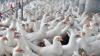 WOAH reports 2.16 million poultry losses from avian influenza in May 2026
