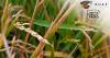 Researchers try to breed a rice crop suited to Arkansas's changing climate