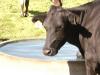 Global dairy prices slip 5% in third fall
