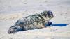 An Adorable Puppy-Eyed Seal Is the Star of These Award-Winning Photos
