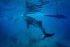 Passengers cheer as endangered whale shark circles squid boat off South Korea's Jeju Island