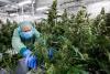 Cheap, High-THC Products Are Driving Germany's Medical Cannabis Market