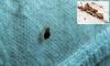 America's bed bug hotspots revealed in new map showing the 50 worst cities for blood-sucking pests... is your hometown infested?