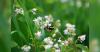 Iowans can catch the buzz and help out bumblebees