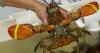 Maine Lobstermen kick off lobster conservation challenge