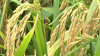 Commercial rice production begins in Barbados