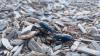 Utah park video shows thousands of cottonwood stag beetles pouring from wood chips, then squaring off