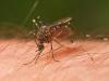 Virginia Beach Takes Action to Curb Mosquito Activity