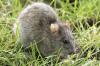 New Mexico Officials Warn Residents Of Health Risk After Wild Rat Tests Positive for Plague