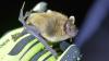 How and where Pennsylvania is saving bats from deadly fungus