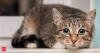 Can cats experience separation anxiety like dogs? How can you tell if your cat is feeling lonely? Scientists explain the surprising signs