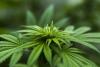 The Cultural Journey Behind the Annual 420 Celebration