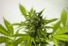 Beyond CBD: The New Era of Targeted Botanical Remedies