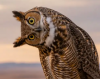 What Most Kansas Residents Don’t Know About Why Owls Can Turn Their Heads So Far