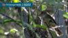 Hidden in the willows: Southern Utah biologist crawls through dense thicket seeking rare bird