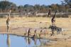 Zimbabwe transfers wildlife to Equatorial Guinea under conservation deal