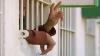 Zionist enemy issues and renews administrative detention orders against 105 Palestinians in West Bank