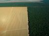Can Brazil Save Its Carbon Markets?