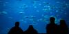 Georgia Aquarium to rescue 2 beluga whales from shuttered Canadian zoo