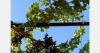 Greek grapes open at €1.10-1.50/kg for growers