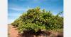 Heat accelerates ripening and pest pressure in Valencia crops