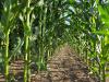 U.S. corn growers pay substantially more for inputs than Brazilian counterparts do