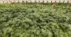 Newsom announces cannabis busts as illegal market continues to roil legal one