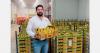 “Sinaloa’s mango season is one of our greatest strengths”