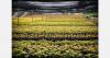 Tropic acquires banana propagation company Rahan Meristem