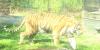 Montgomery Zoo’s Bengal Tigers begin treatment for chronic kidney disease