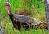 Summer survey now on to count wild turkey population