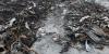 State environmental officials test drainage at People’s Cartage fire scene