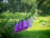 Weather to improve as warmer air moves into Latvia after days of rain
