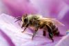 Tanzania set for Africa’s first pollination summit for protection of bees and butterflies