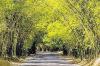 Holland Bamboo in St Elizabeth to be pedestrianised for eco-tourism — Green