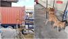 Stowaway “Neko” Lands In Malaysia, Immediately Goes Viral On Social Media
